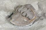 Wide Enrolled Flexicalymene Trilobite - Mt Orab, Ohio #85392-3